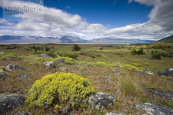 nahe  Sommer  Argentinien  Patagonien  Südamerika  Steppe