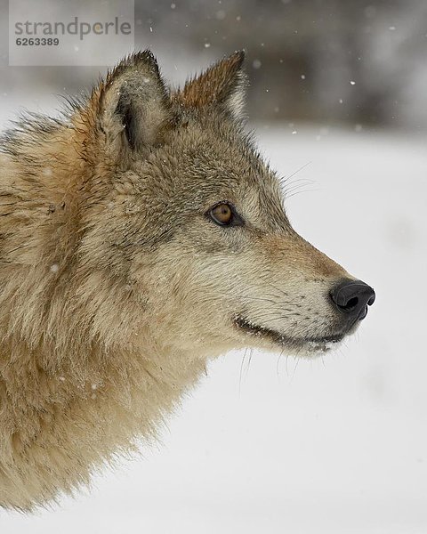 Grauwolf Canis lupus pambasileus Amerika Nordamerika Verbindung Schnee