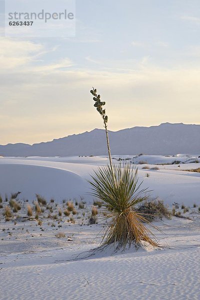 Vereinigte Staaten von Amerika  USA  Pflanze  Nordamerika  Düne  Yucca rostrata  Abenddämmerung  New Mexico