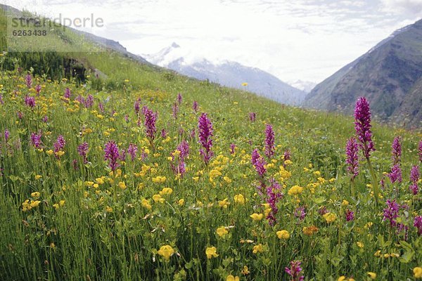 Blume  ungestüm  Wiese  Orchidee  Himalaya  Himachal Pradesh  Indien