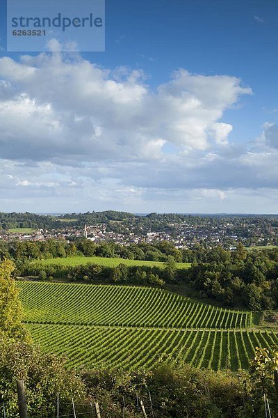 Europa  Großbritannien  Ansicht  Dorking  England  Surrey  surrey hills  Weinberg