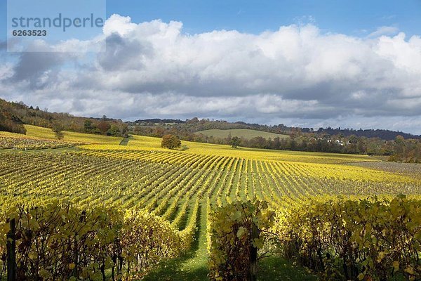 Europa  Großbritannien  über  Herbst  Ansicht  England  Surrey  Reben  Weinberg