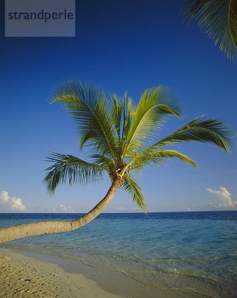 Strand  Baum  Meer  Palme  Indischer Ozean  Indik  überhängen  Malediven
