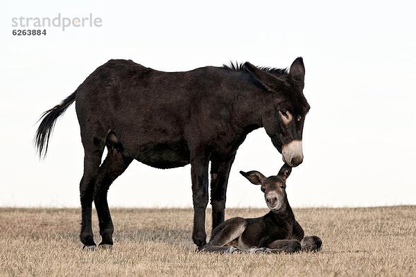 Vereinigte Staaten von Amerika  USA  Esel  beißen  ungestüm  Nordamerika  Pferd  Equus caballus  South Dakota