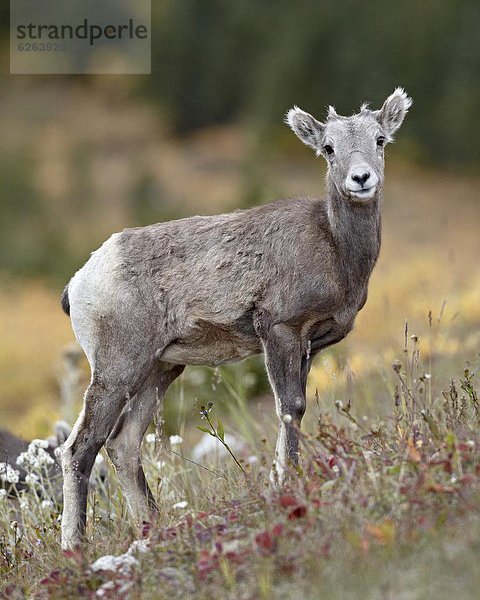 Nordamerika  Peter Lougheed Provincial Park  Alberta  Kanada  Kananaskis Country