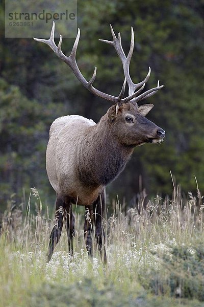 Elch  Alces alces  Bulle  Stier  Stiere  Bullen  Nordamerika  Jasper Nationalpark  Alberta  Kanada