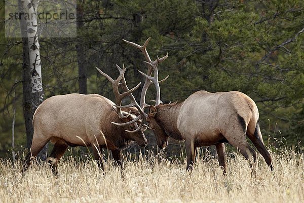 Elch  Alces alces  Bulle  Stier  Stiere  Bullen  Nordamerika  2  Sparring  Jasper Nationalpark  UNESCO-Welterbe  Alberta  Kanada