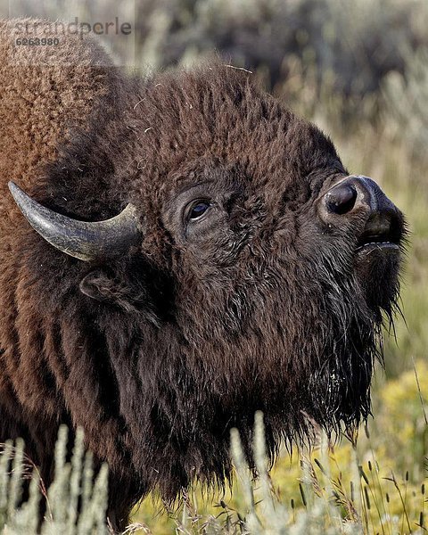 Vereinigte Staaten von Amerika  USA  Bulle  Stier  Stiere  Bullen  antworten  Nordamerika  Flehmen  Yellowstone Nationalpark  Bison  Wyoming