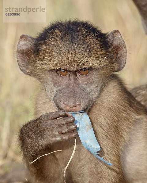 Südliches Afrika  Südafrika  kauen  Kunststoff  jung  Kruger Nationalpark  Afrika  Pavian  Stück