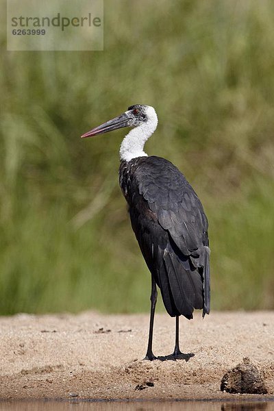 Südliches Afrika  Südafrika  Kruger Nationalpark  Afrika