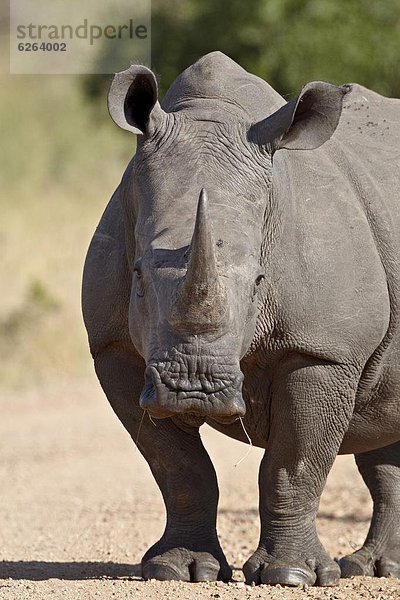 Weißes Nashorn (Ceratotherium Simum)  Krüger Nationalpark  Südafrika  Afrika