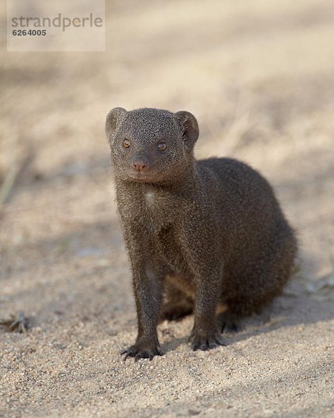 Zwergmanguste (Helogale parvula)  Kruger-Nationalpark  Südafrika  Afrika