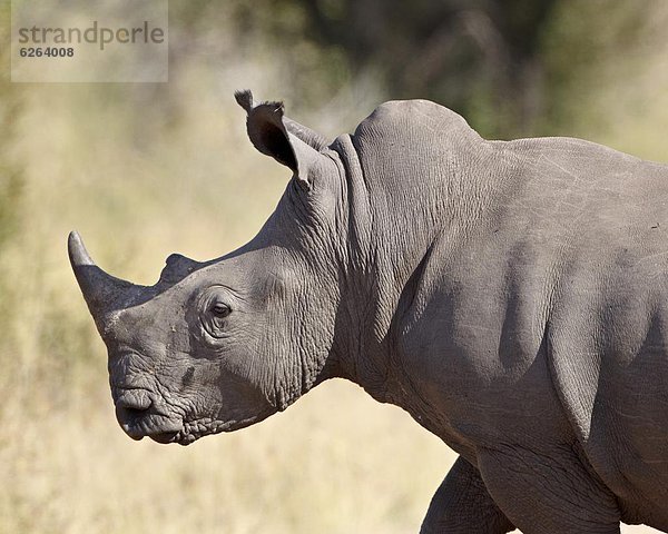 Weißes Nashorn (Ceratotherium Simum)  Krüger Nationalpark  Südafrika  Afrika