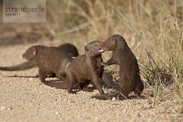 Südliches Afrika  Südafrika  Kruger Nationalpark  Afrika