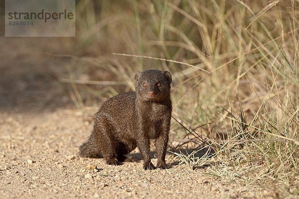 Zwergmanguste (Helogale parvula)  Kruger-Nationalpark  Südafrika  Afrika