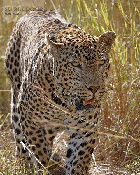 Südliches Afrika  Südafrika  Kruger Nationalpark  Afrika