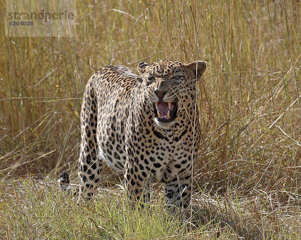 Südliches Afrika  Südafrika  Kruger Nationalpark  Afrika