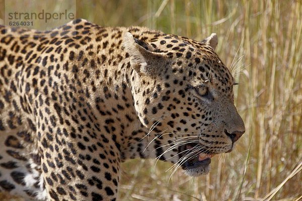 Südliches Afrika  Südafrika  Kruger Nationalpark  Afrika