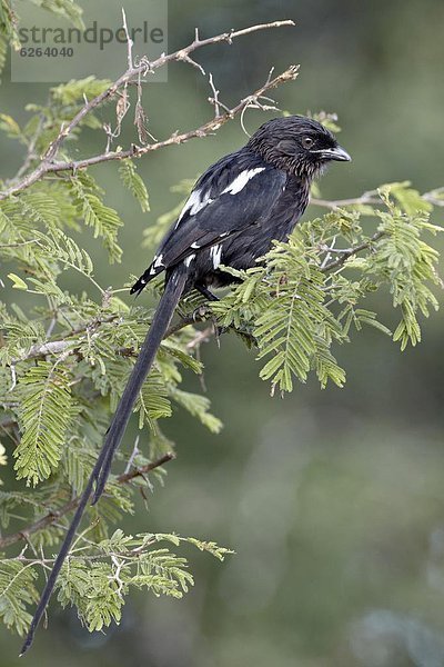 Südliches Afrika  Südafrika  Würger  Lanius  Elster  Pica pica  lang  langes  langer  lange  Schwanz  Tierschwanz  Kruger Nationalpark  Afrika