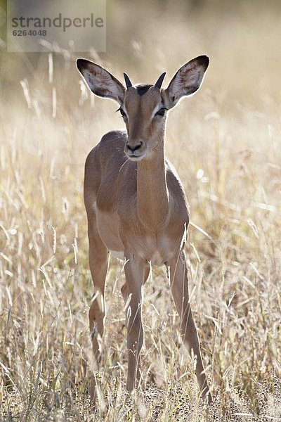 Südliches Afrika  Südafrika  Kruger Nationalpark  Afrika