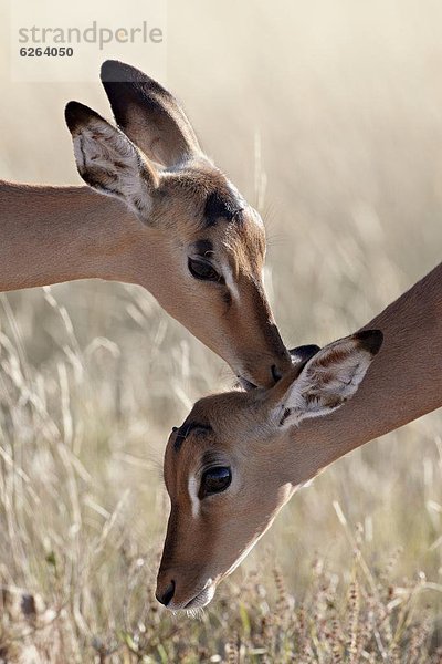 Südliches Afrika  Südafrika  Impala  Aepyceros melampus  2  jung  Hygiene  Kruger Nationalpark  Afrika
