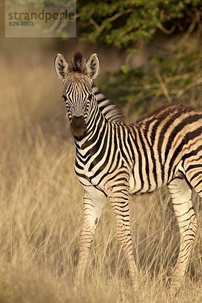 Südliches Afrika Südafrika Fohlen Füllen klar Steppenzebra Equus quagga Kruger Nationalpark Afrika Zebra equus burchelli Zebra