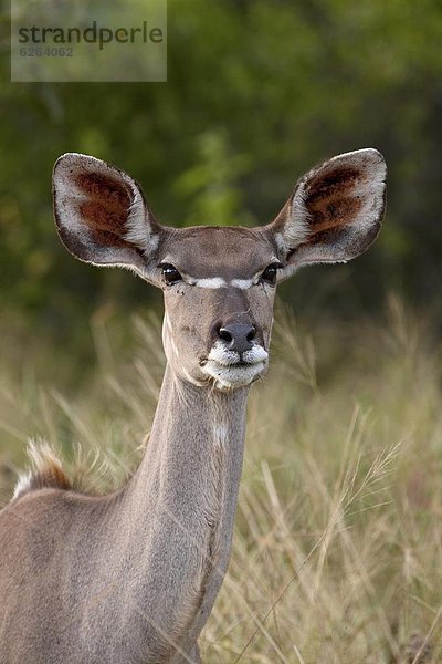 Südliches Afrika  Südafrika  Kruger Nationalpark  Afrika