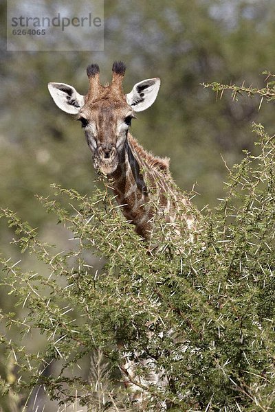 Südliches Afrika  Südafrika  Kruger Nationalpark  Afrika