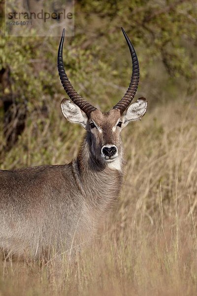 Südliches Afrika  Südafrika  Wasserbock  Kobus ellipsiprymnus  Kruger Nationalpark  Afrika  Bock