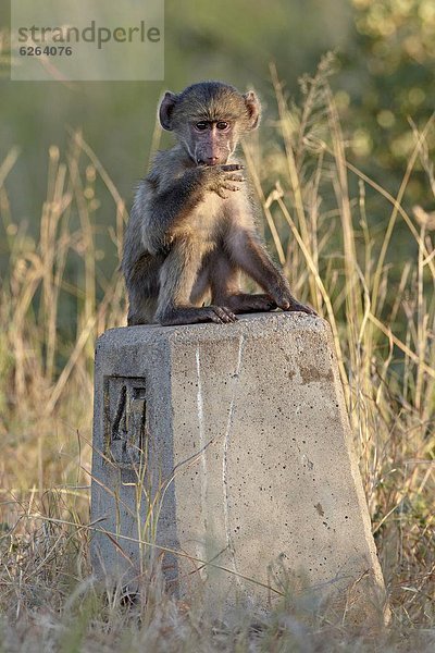 Südliches Afrika  Südafrika  Fernverkehrsstraße  Zeichen  Säuglingsalter  Säugling  Kruger Nationalpark  Afrika  Pavian  Signal