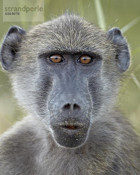 Südliches Afrika  Südafrika  Kruger Nationalpark  Afrika