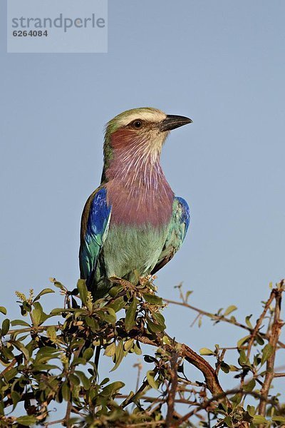 Lila Brüsten Walze (Coracias Caudata)  Krüger Nationalpark  Südafrika  Afrika