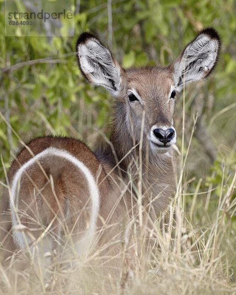 Südliches Afrika  Südafrika  jung  Wasserbock  Kobus ellipsiprymnus  Kruger Nationalpark  Afrika