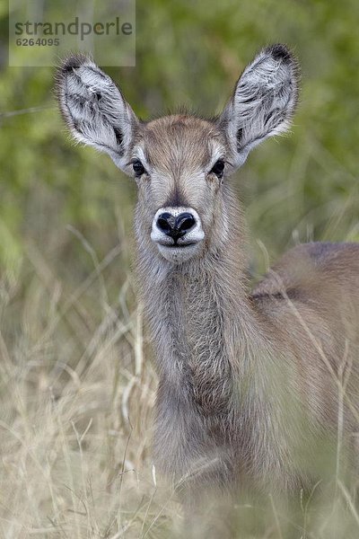 Südliches Afrika  Südafrika  jung  Wasserbock  Kobus ellipsiprymnus  Kruger Nationalpark  Afrika