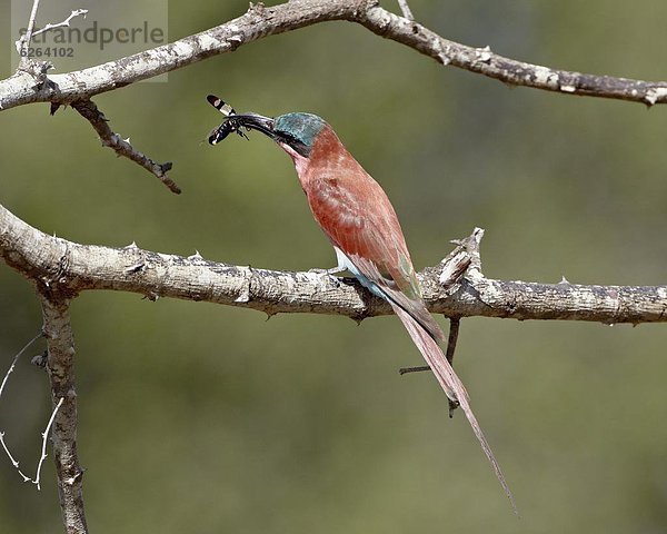 Südliches Afrika  Südafrika  Insekt  Kruger Nationalpark  Afrika  Biene