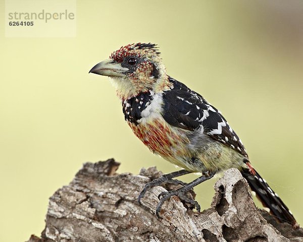 Südliches Afrika  Südafrika  Kruger Nationalpark  Afrika