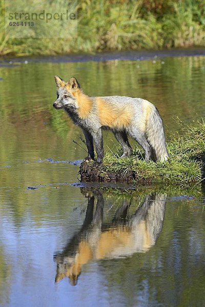 Vereinigte Staaten von Amerika  USA  Wasser  überqueren  Ecke  Ecken  Spiegelung  Nordamerika  rot  Zustand  Kreuz  Fuchs  Minnesota  Sandstein