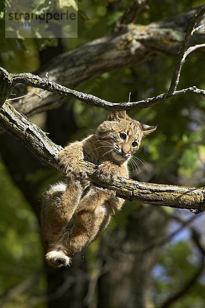 Vereinigte Staaten von Amerika  USA  hängen  Ast  Nordamerika  jung  Rotluchs  Lynx rufus  Luchs  lynx lynx  Minnesota  Sandstein