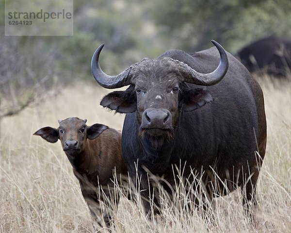 Südliches Afrika  Südafrika  Hausrind  Hausrinder  Kuh  Büffel  Kruger Nationalpark  Afrika  Kalb  Kuh