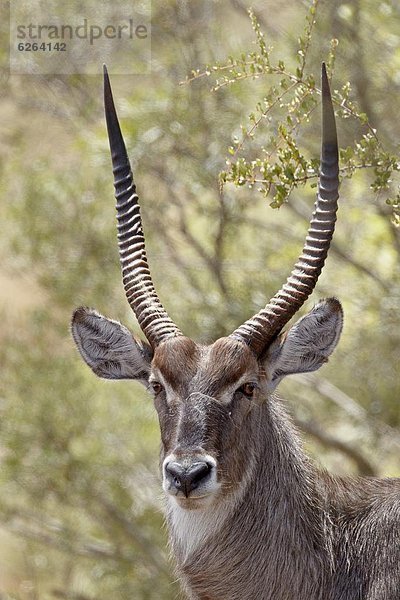 Südliches Afrika  Südafrika  Wasserbock  Kobus ellipsiprymnus  Kruger Nationalpark  Afrika  Bock