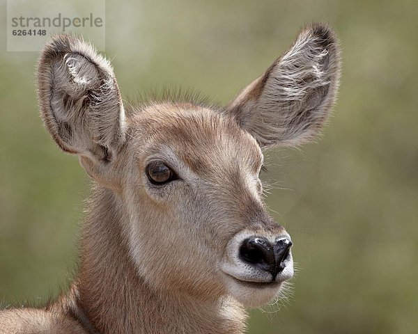 Südliches Afrika  Südafrika  jung  Wasserbock  Kobus ellipsiprymnus  Kruger Nationalpark  Afrika