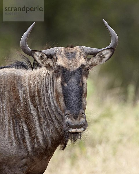 Südliches Afrika  Südafrika  blau  Gnu  Kruger Nationalpark  Afrika