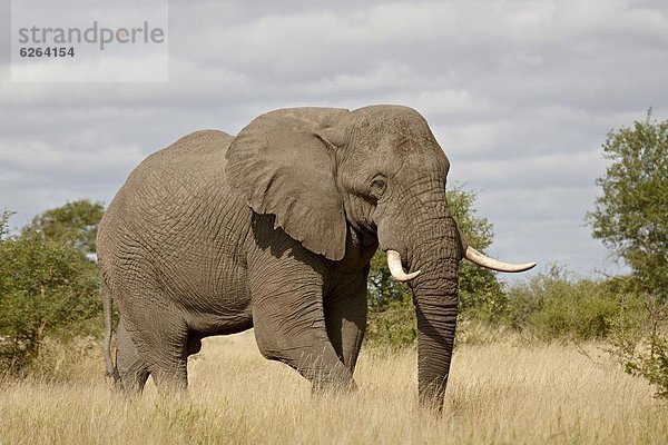 Südliches Afrika  Südafrika  Kruger Nationalpark  Afrika