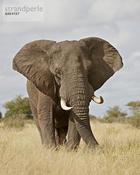 Südliches Afrika  Südafrika  Kruger Nationalpark  Afrika