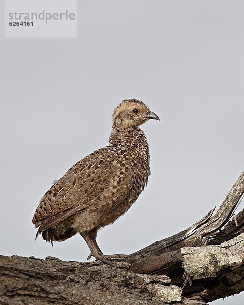 Südliches Afrika  Südafrika  Jungvogel  Kruger Nationalpark  Afrika