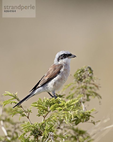 Südliches Afrika  Südafrika  Kruger Nationalpark  Afrika