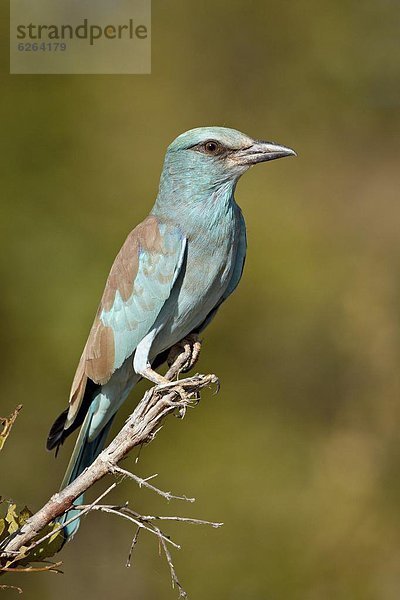 Südliches Afrika  Südafrika  Kruger Nationalpark  Afrika