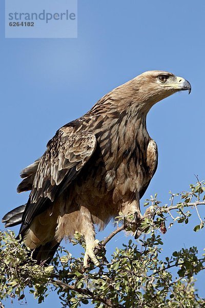 Südliches Afrika  Südafrika  Kruger Nationalpark  Afrika