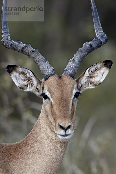 Südliches Afrika  Südafrika  Kruger Nationalpark  Afrika