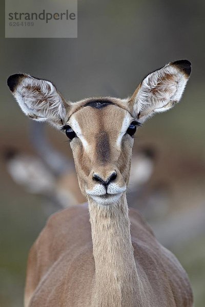 Südliches Afrika  Südafrika  Kruger Nationalpark  Afrika